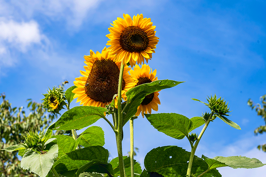 In unserem Garten blüht eine Sonnenrose auf und erfreut uns im Sonnenschein - Foto JoSt © 2023